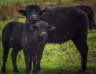 Water Buffalo mother with  Calf