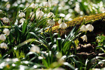 snowdrops in the forest