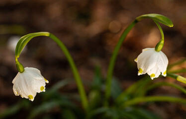 spring snowdrop flower