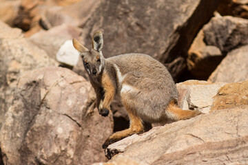 Naklejka premium Yellow-footed Rock Wallabyin the Flinder's Ranges South Australia