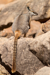 Yellow-footed Rock Wallabyin the Flinder's Ranges South Australia