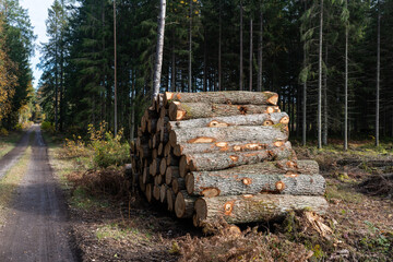 Oak tree logpile by roadside