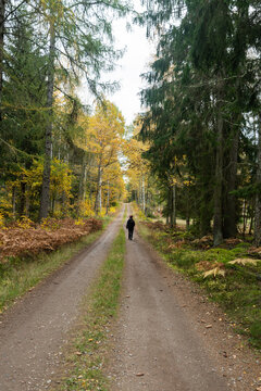 Hiker on a trail in the forest in fall season