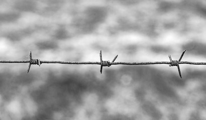 Barbed wire close up. Freedom and lack of freedom is a concept.