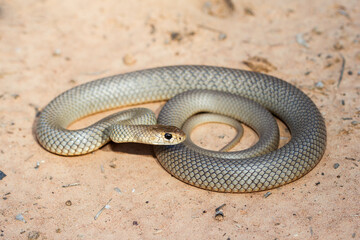 Eastern Brown Snake curled up