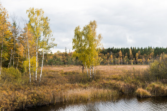 Fall season in a marshland