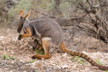 Yellow-footed Rock Wallaby with joey in pouch feeding on acacia in the Flinder's Ranges South Australia