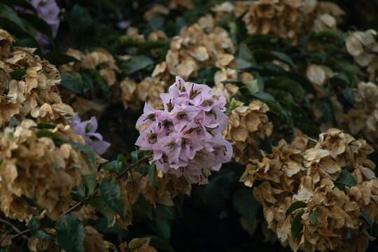 Ultimas Flores