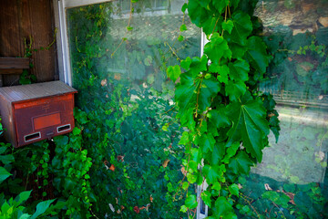 室内まで蔦に囲まれた廃屋民家