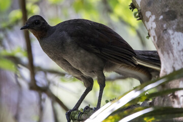 Superb Lyrebird resting on tree branch