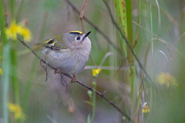 A migrating goldcrest foraging for small insects.