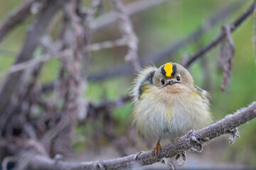 A migrating goldcrest foraging for small insects.