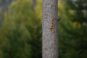 Eurasian three-toed woodpecker climbs on tree landscape