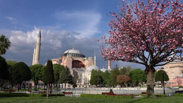 Hagia Sophia, magnolia tree and empty Sultanahmet Square in spring, Istanbul, Turkey. 