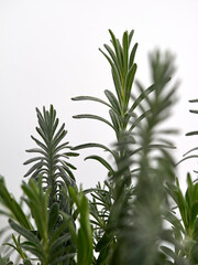 Lavender, Lavandula angustifolia, Lavandula officinalis.On a light colored background