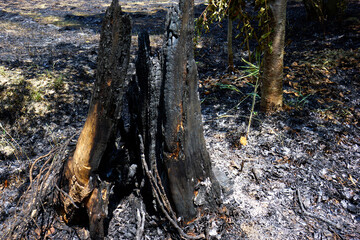燃えた木の幹