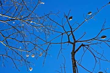 Silk Floss Tree fruits and seeds (Ceiba speciosa or Chorisia speciosa), Rio, Brazil