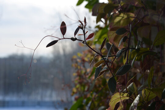 Fresh shoot of cobaea in the garden on the balcony in winter.