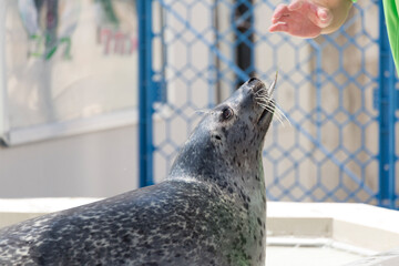 餌をもらうゴマフアザラシ © Paylessimages