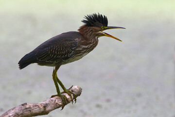 Green Heron Croaking Perched On Branch With Crest Up Over Duckweed Pond In Pottersville, NJ, USA