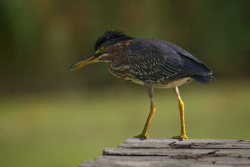 Green Heron Perched On Dock Over Duckweed Pond Hunting for Tadpoles In Pottersville, NJ, USA