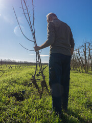 Senior farmer from behind planting fruit trees on a sunny winter day. Agriculture concept.