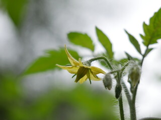 Kwiat pomidora © Katarzyna