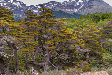 Ushuaia, Tierra del Fuego, Argentina - December 13, 2008: Martial Mountains in Nature Reserve. Row...