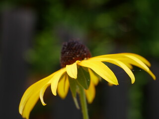 Rudbekia