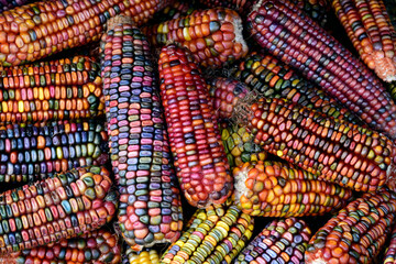 Colorful cobs of ornamental corn lie side by side and on top of each other and form a background in...