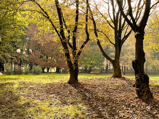 Foliage d'autunno a Basiglio - Parco Sud Milano