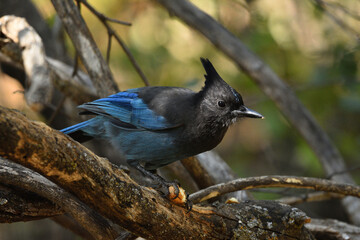 The Jay and the acorn