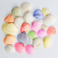 Colorful seashells