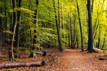 lovely walking path between trees in the Leuvenum forest in autumn