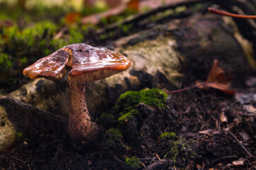 Fototapeta premium brown / orange moist thick mushroom on the forest floor. Visible slats. Space for text.