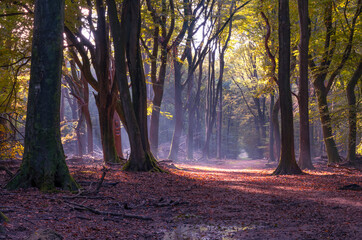 Fototapeta na wymiar lovely walking path between trees in the Speulderbos forest in autumn