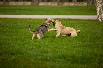 Naklejka na ściany i meble two dogs playing in the grass