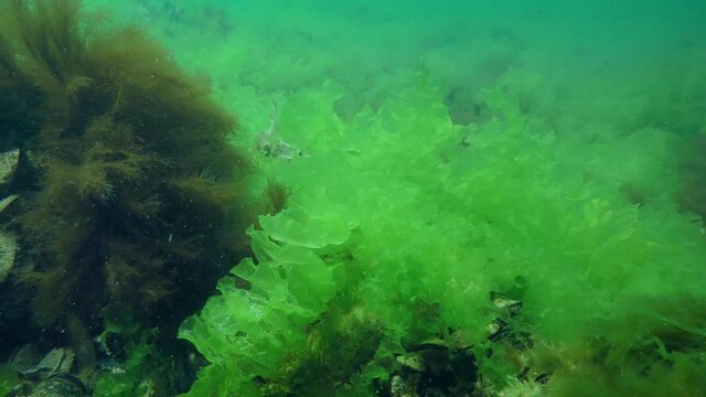 Vast thickets of Sea lettuce (Ulva lactuca) on the seabed.