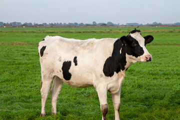 Naklejka na ściany i meble Kuh in Jonen in den Niederlanden
