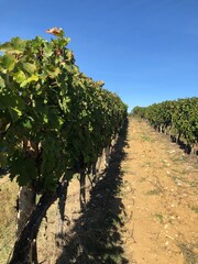 Fototapeta na wymiar vineyard in Toscana