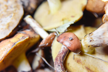 selective focus at the bottom side of the mushroom