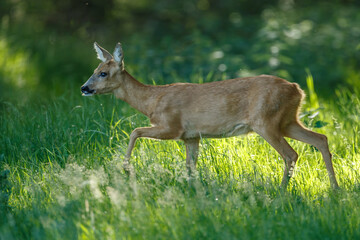 Roe deer in a field with white flowers
