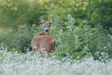 Roe deer in a field with white flowers