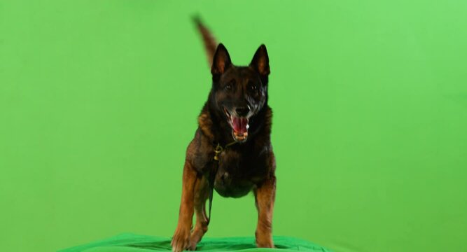 Big angry shepherd dog barking on a leash. With alpha channel. With audio.  Green screen.  ProRes4444. 4K