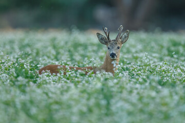 Roe deer in a field with white flowers