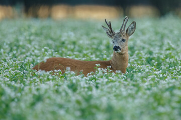 Roe deer in a field with white flowers © Menno Schaefer