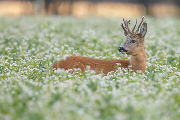 Roe deer in a field with white flowers © Menno Schaefer
