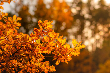 Autumn colorful tree and natural background