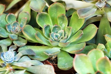 Colorful Echeveria plant in the garden