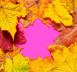background of autumn leaves on a pink background